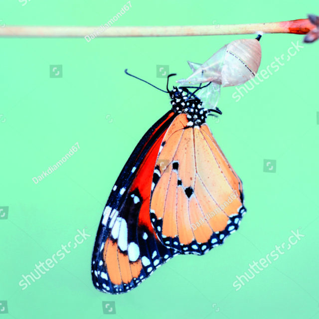https://phoenixmedia.cz/coaching2/wp-content/uploads/stock-photo-amazing-moment-monarch-butterfly-emerging-from-its-chrysalis-1268440729-640x640.jpg